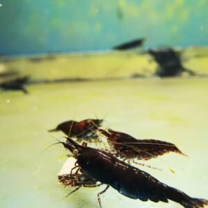 BLACK ROSE/CHOCO - 1.5-2.0 CM